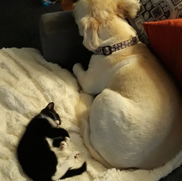 Meet your Posher, Amy - Picture 4 of 8